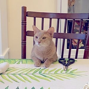 Meet your Posher, Baby